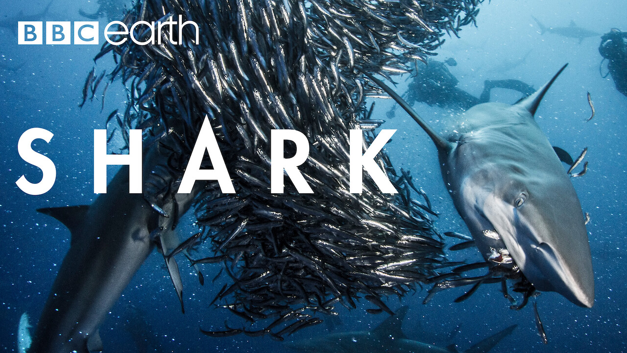Is 'Shark' on Netflix UK? Where to Watch the Documentary New On Netflix UK Is 'Shark' on Netflix UK? Where to Watch the Documentary New On Netflix UK